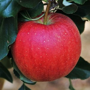 Jabloň zimná (Malus domestica) ´Bohemia´ -  výška 130-170cm, voľnokorenná